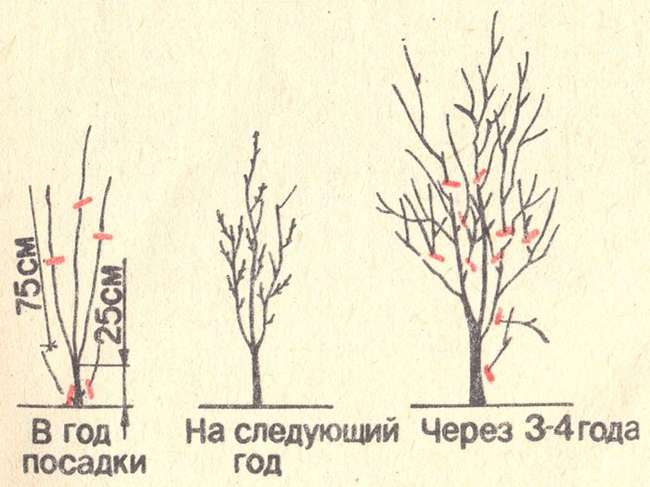 формирование дерева сливы