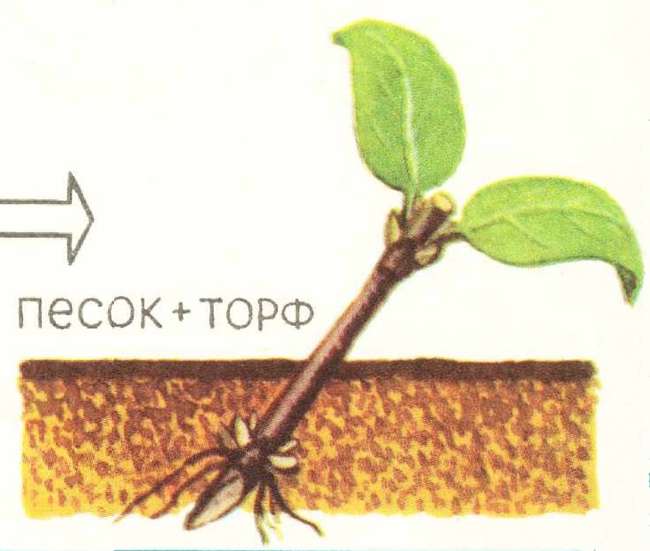 Как укоренить жимолость черенками